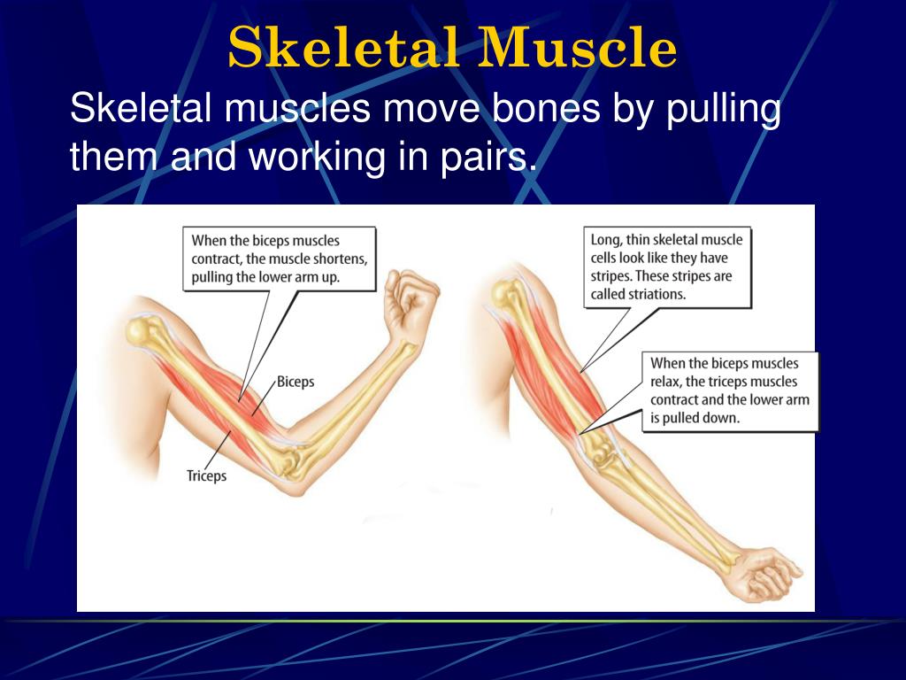 PPT - THE MUSCULAR SYSTEM PowerPoint Presentation, free download - ID