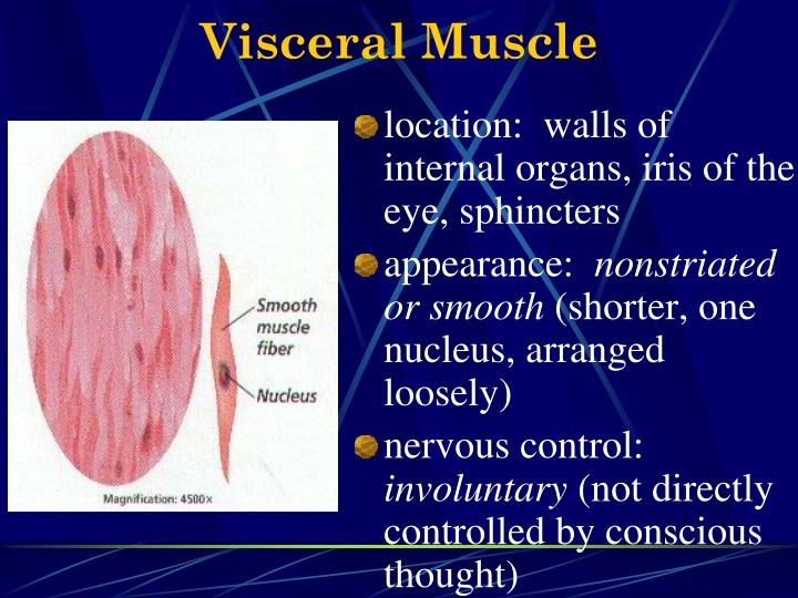 PPT THE MUSCULAR SYSTEM PowerPoint Presentation ID3102019