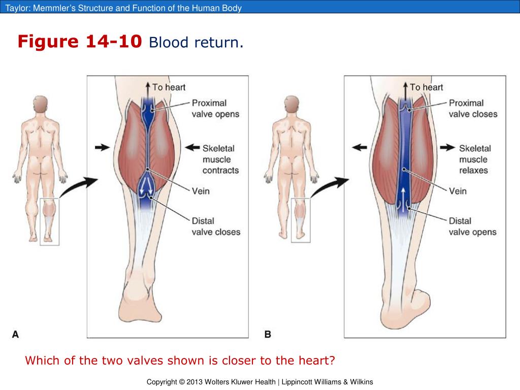 PPT Chapter 14 Blood Vessels and Blood Circulation PowerPoint