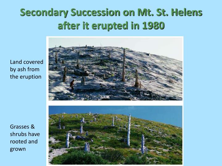 mount saint helens and ecological succession mount saint helens and ecological succession