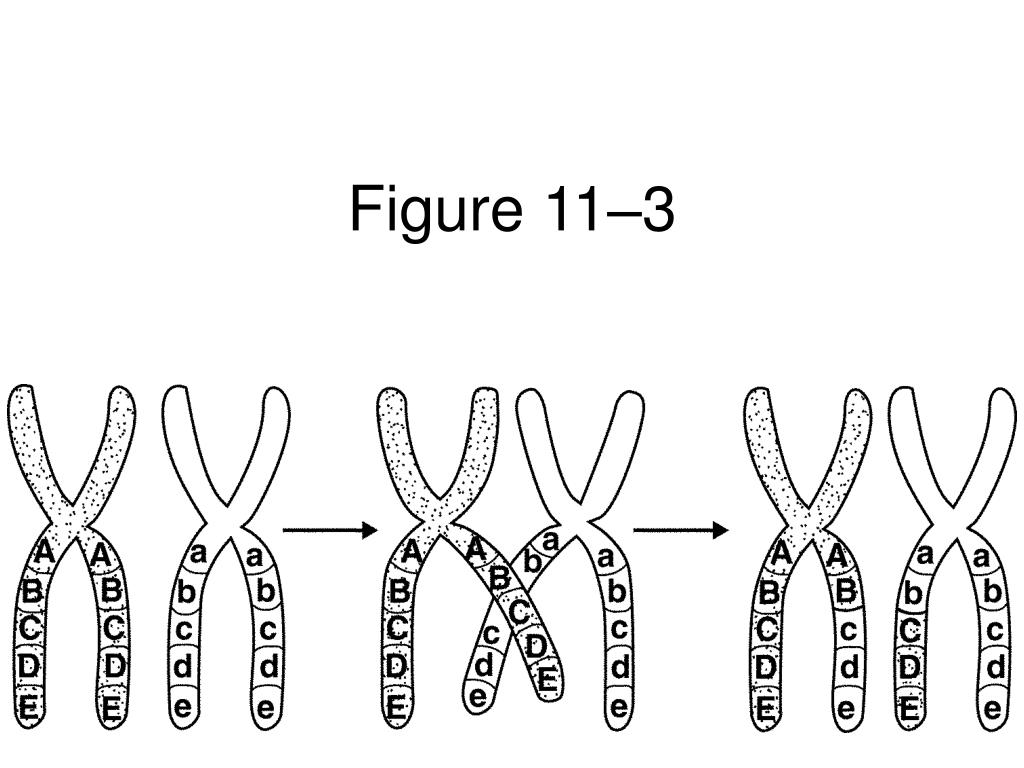 Локус хромосомы аллели. Строение хромосомы аллели. Местоположение гена в хромосоме