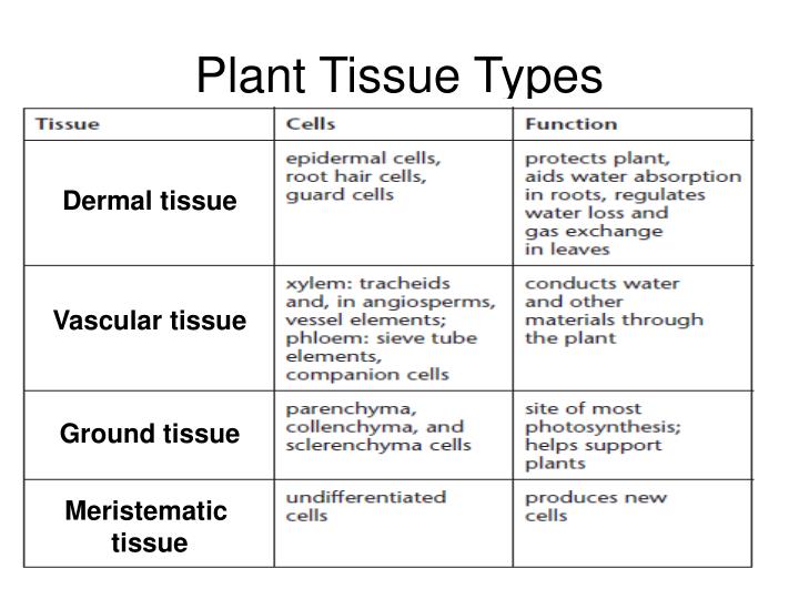 PPT - 23.1 Specialized Tissues in Plants PowerPoint Presentation - ID ...