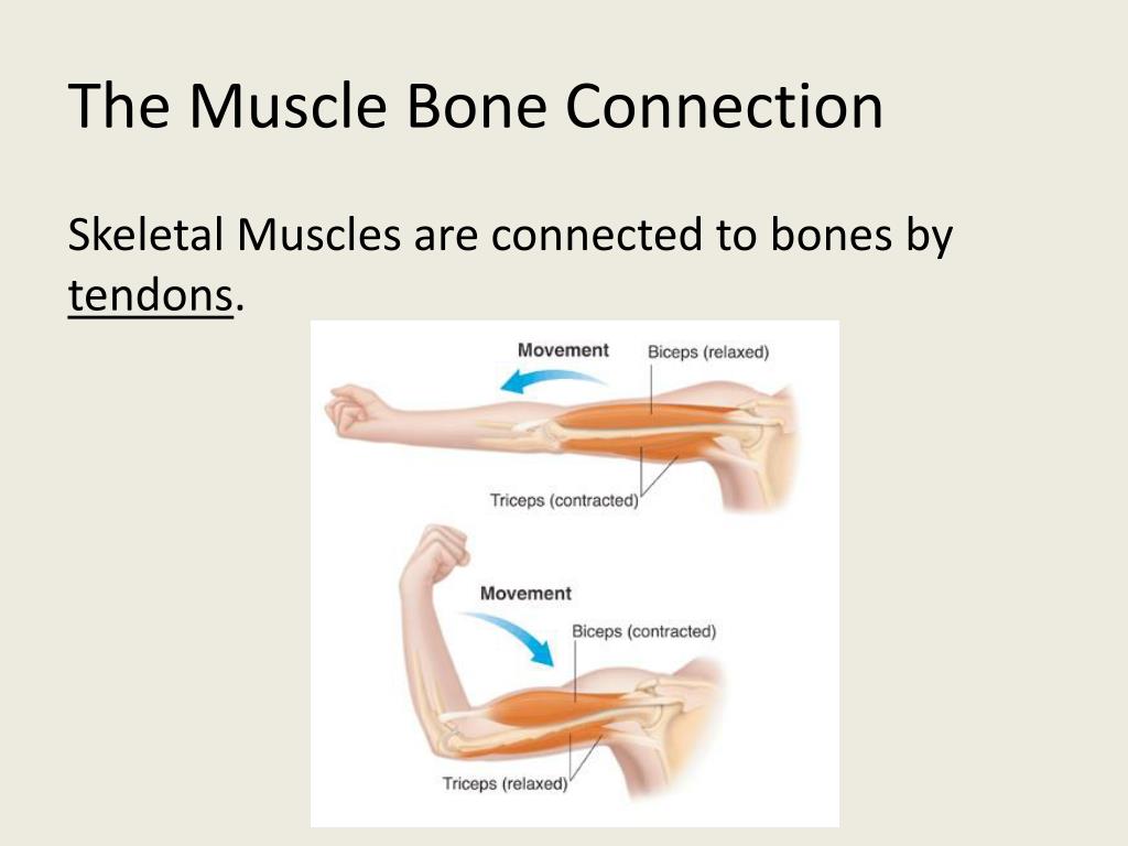 PPT - Skeletal, Muscular, and Integumentary Systems PowerPoint