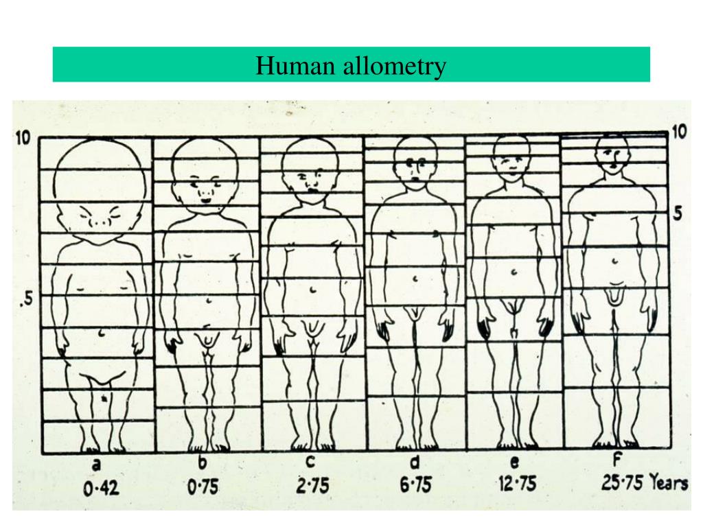 PPT - Allometry: the study of the relationship between size and shape ...