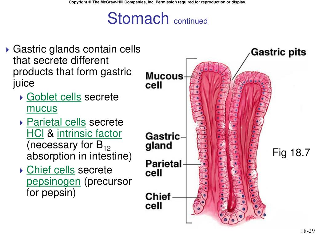 Chapter 18 PowerPoint Presentation, free download Biology Diagrams