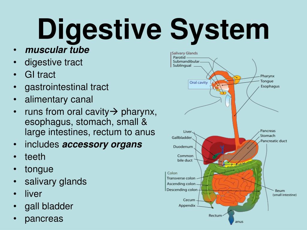 Ppt Digestive System Powerpoint Presentation Free Download Id3104425