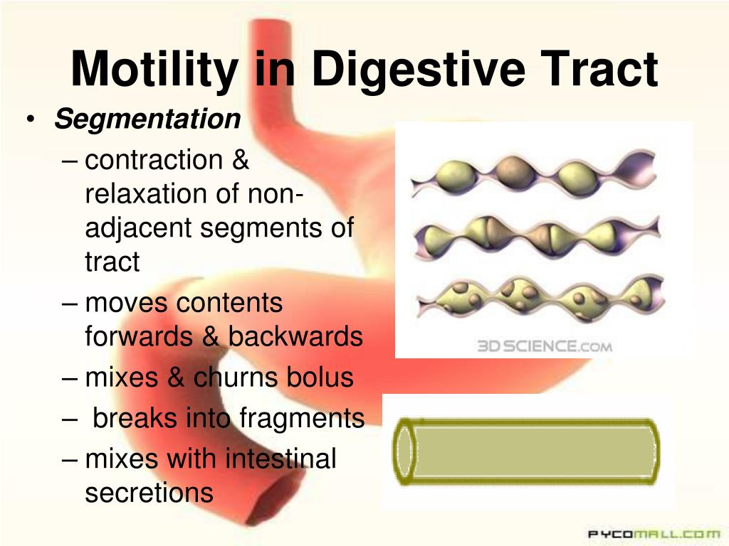 PPT DIGESTIVE SYSTEM PowerPoint Presentation Free Download ID 3104425