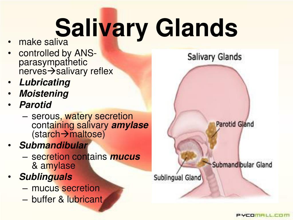 Ppt Digestive System Powerpoint Presentation Free Download Id3104425