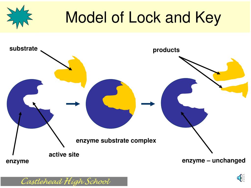 induced-fit-enzyme-model-definition-theory-video-lesson