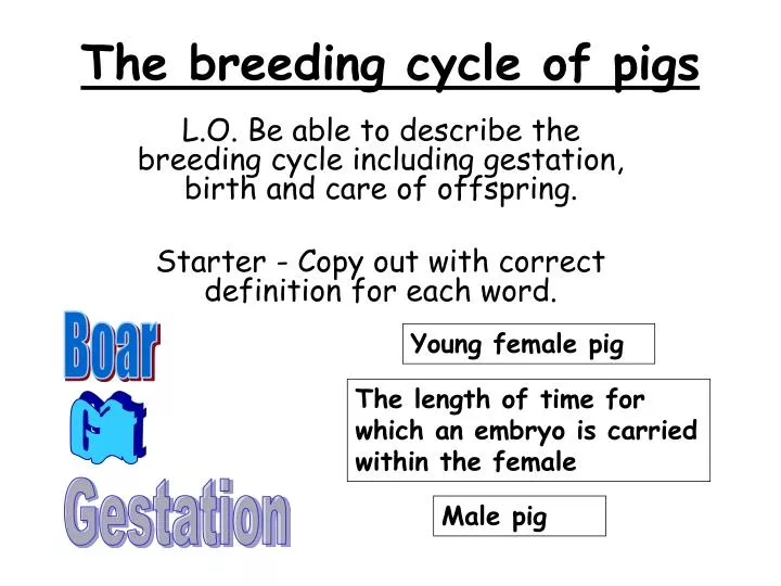 ppt-the-breeding-cycle-of-pigs-powerpoint-presentation-free-download