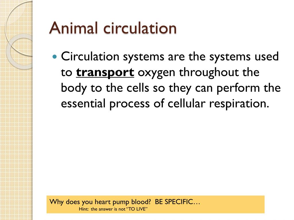 PPT - Comparative Anatomy: Animal Body Systems: Circulatory System