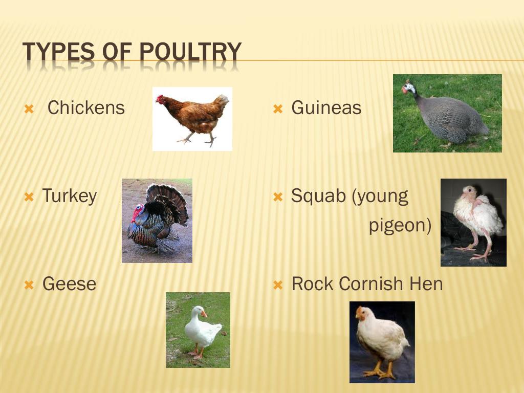 PPT Poultry PowerPoint Presentation Free Download ID 3106211