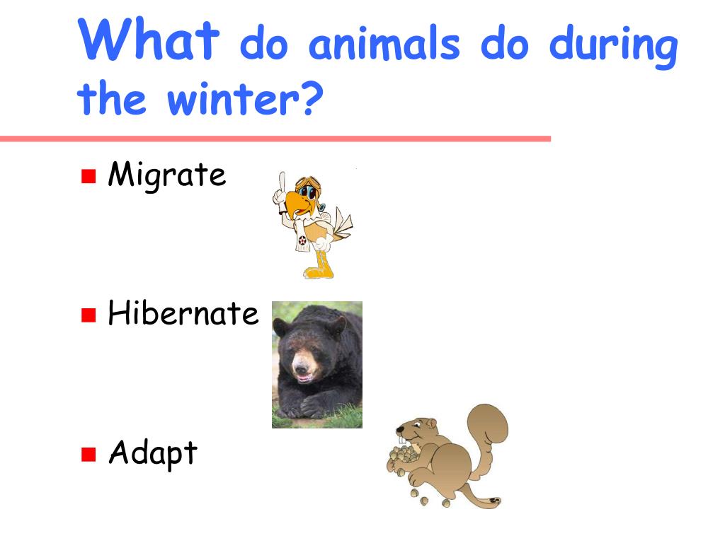 PPT - Animals in the Winter Second Grade PowerPoint Presentation, free ...