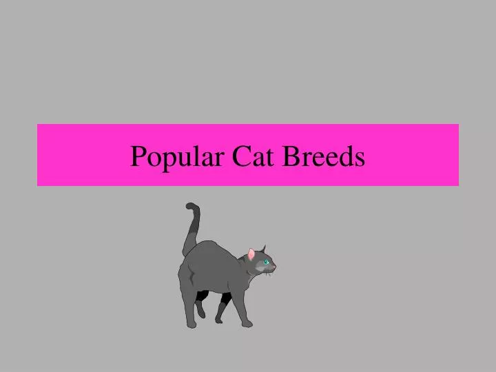 popular cat breeds n.