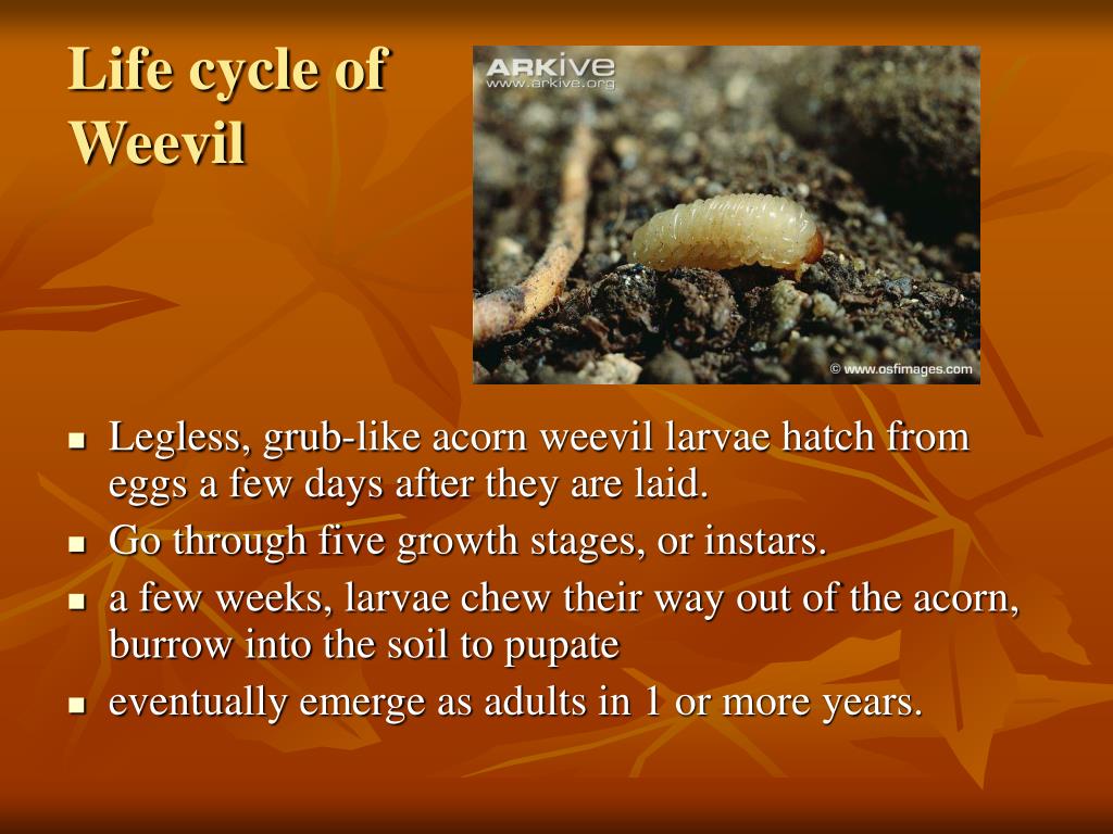 PPT Life in side an Acorn PowerPoint Presentation, free download ID3107050