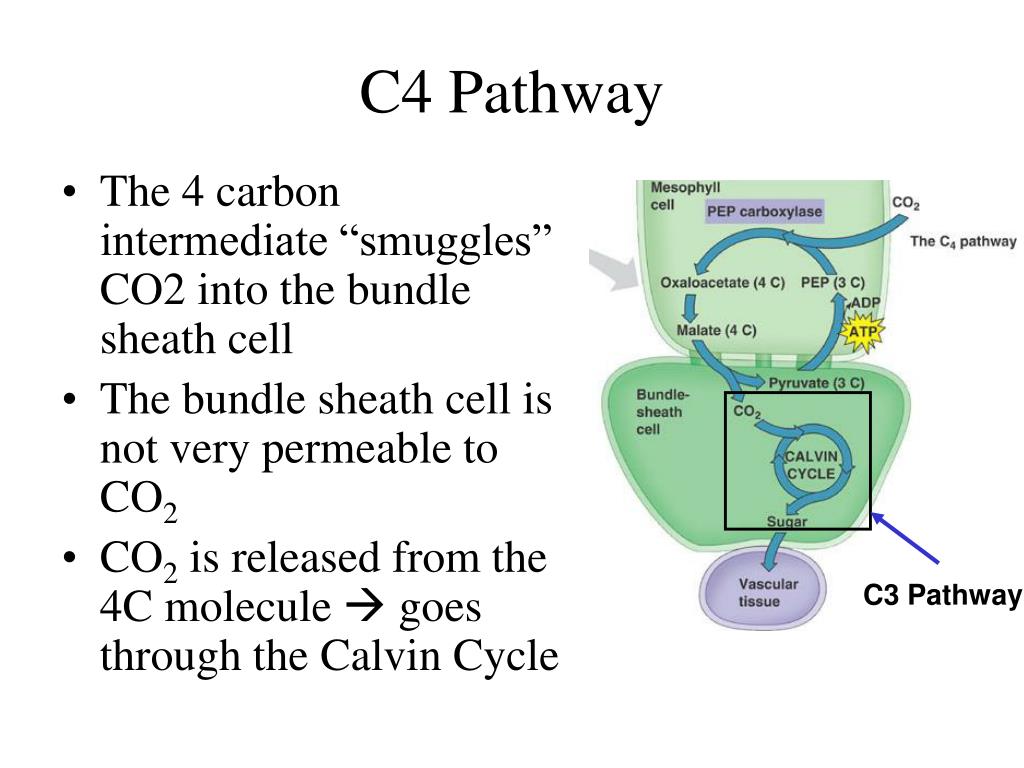 PPT C4 Photosynthesis PowerPoint Presentation Free Download ID 3107488 ppt-c4-photosynthesis-powerpoint-presentation-free-download-id-3107488