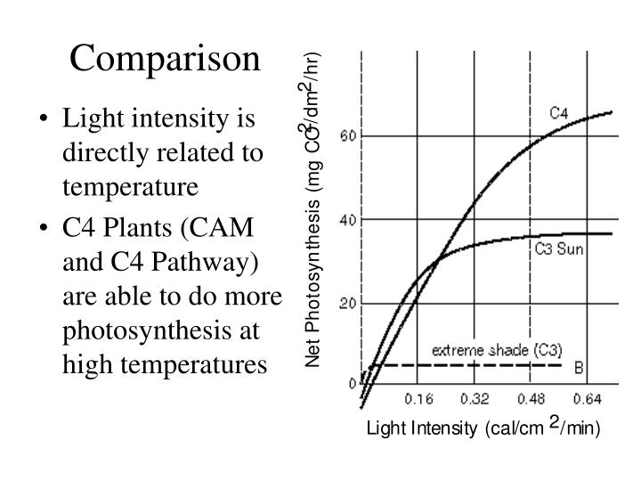 PPT C4 Photosynthesis PowerPoint Presentation ID3107488