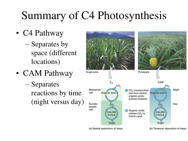 PPT C4 Photosynthesis PowerPoint Presentation ID3107488