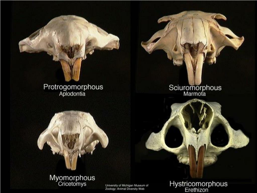 PPT - University of Michigan Museum of Zoology: Animal Diversity Web PowerPoint Presentation - ID:3107509 PPT - University of Michigan Museum of Zoology: Animal Diversity Web PowerPoint Presentation - ID:3107509