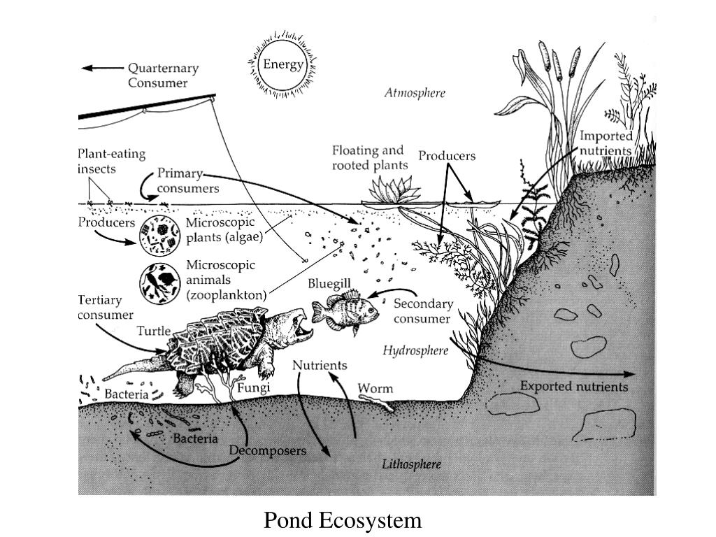 Трофическая структура водоема. Схема трофической структуры пруда. Экосистема пруда схема. Биоценоз кораллового рифа схема. Схема круговорота веществ в водоеме.