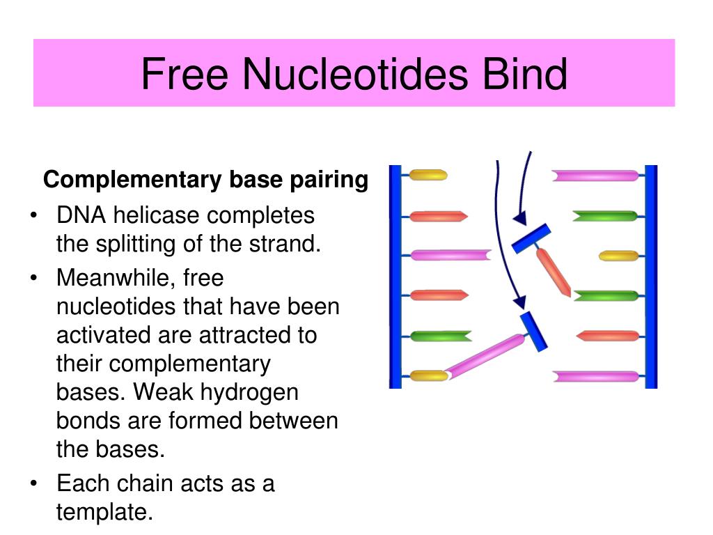 PPT Chapter 9 Chromosomes And DNA Replication PowerPoint PPT Chapter 9 Chromosomes And DNA Replication PowerPoint