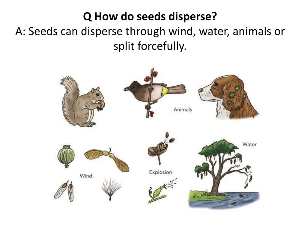 PPT - Seed Dispersal PowerPoint Presentation, free download - ID:3107833