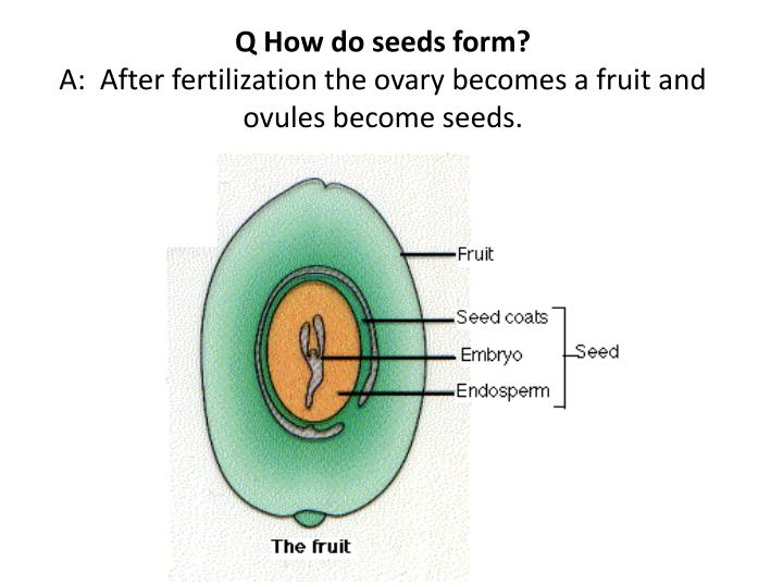 ppt seed dispersal powerpoint presentation id 3107833 how do seeds form