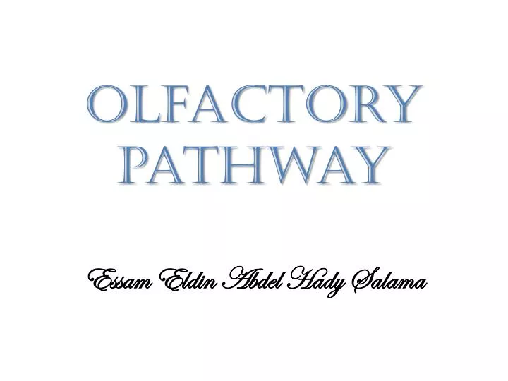 olfactory pathway n.
