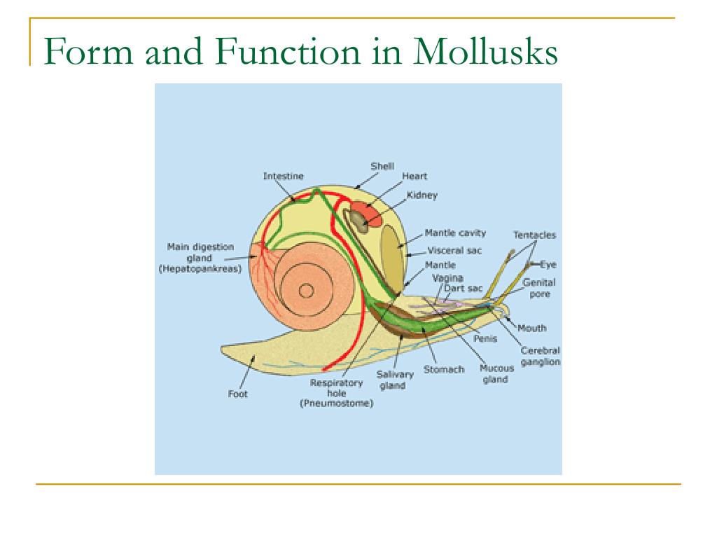 Ppt Chapter 27 Mollusks And Annelids Powerpoint Presentation Free 