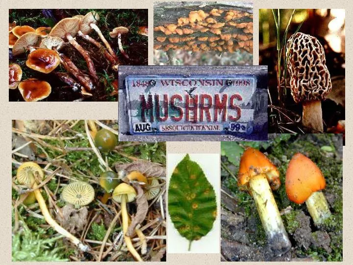 PPT All fungi are eukaryotic heterotrophs that have rigid cell walls