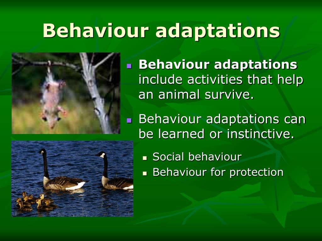 Behavioral Adaptation Examples In Animals behavioral-adaptation-examples-in-animals