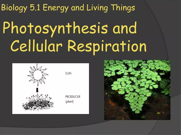 bio 111 lab 7 photosynthesis and respiration This fully editable lab station activity on cellular respiration and photosynthesis is meant to get your students out of their seats and engaged in the content each station not only offers a unique opportunity to test your. bio 111 lab 7 photosynthesis and respiration This fully editable lab station activity on cellular respiration and photosynthesis is meant to get your students out of their seats and engaged in the content each station not only offers a unique opportunity to test your.