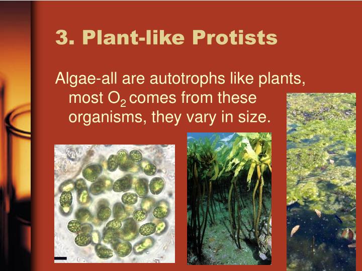 PPT Kingdom Protista PowerPoint Presentation ID3110045