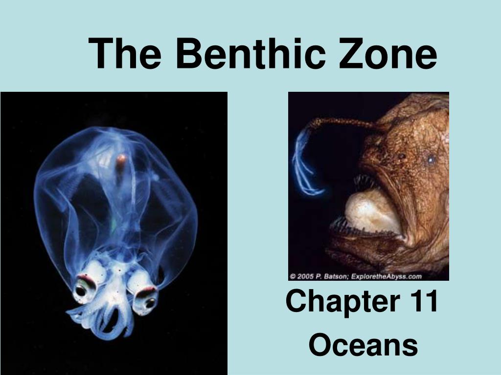 PPT - The Benthic Zone PowerPoint Presentation, free download - ID:3110399 PPT - The Benthic Zone PowerPoint Presentation, free download - ID:3110399