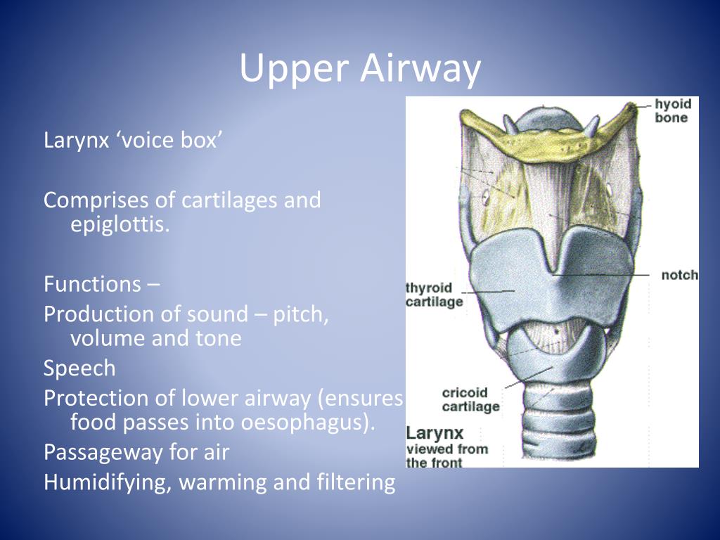 PPT - Airway (with ‘C’ Spine Control) PowerPoint Presentation, free ...