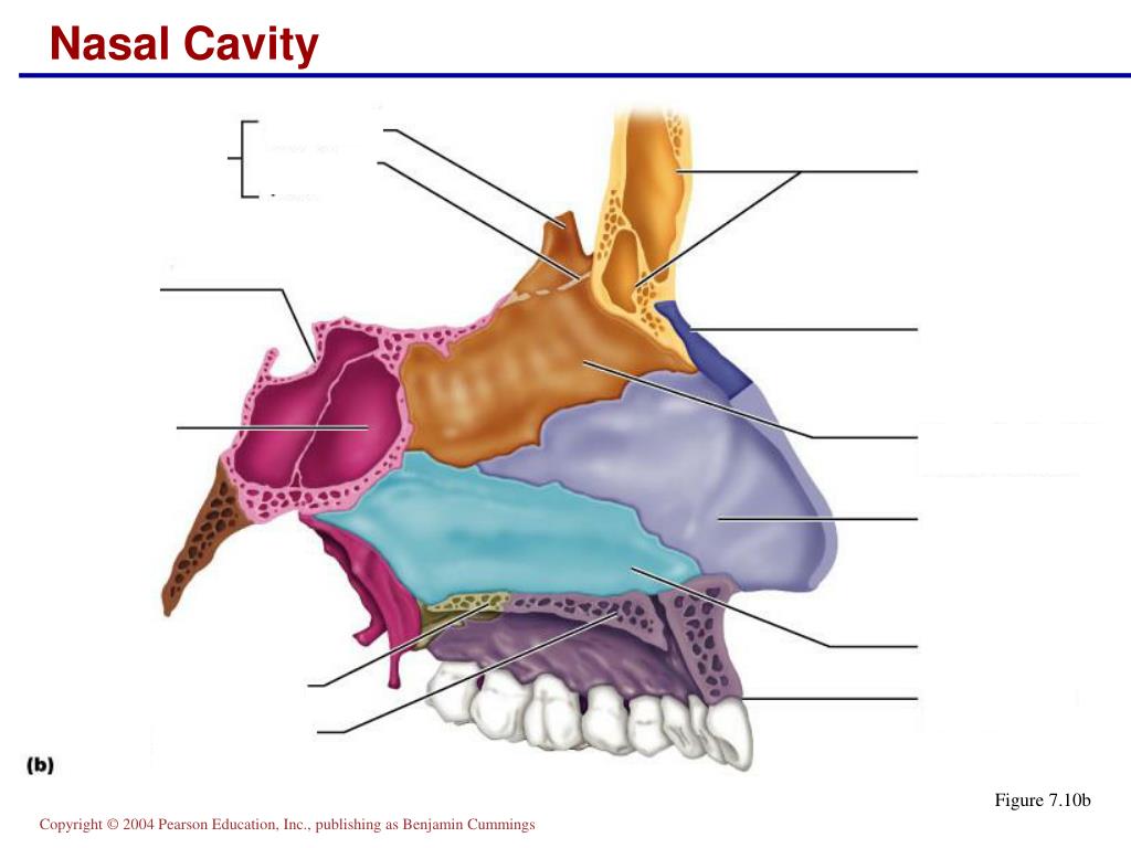 Сошник кость. Сошник в носовой полости. Полость носа анатомия кость\. Перегородка носа анатомия латынь. Анатомия носа сошник.