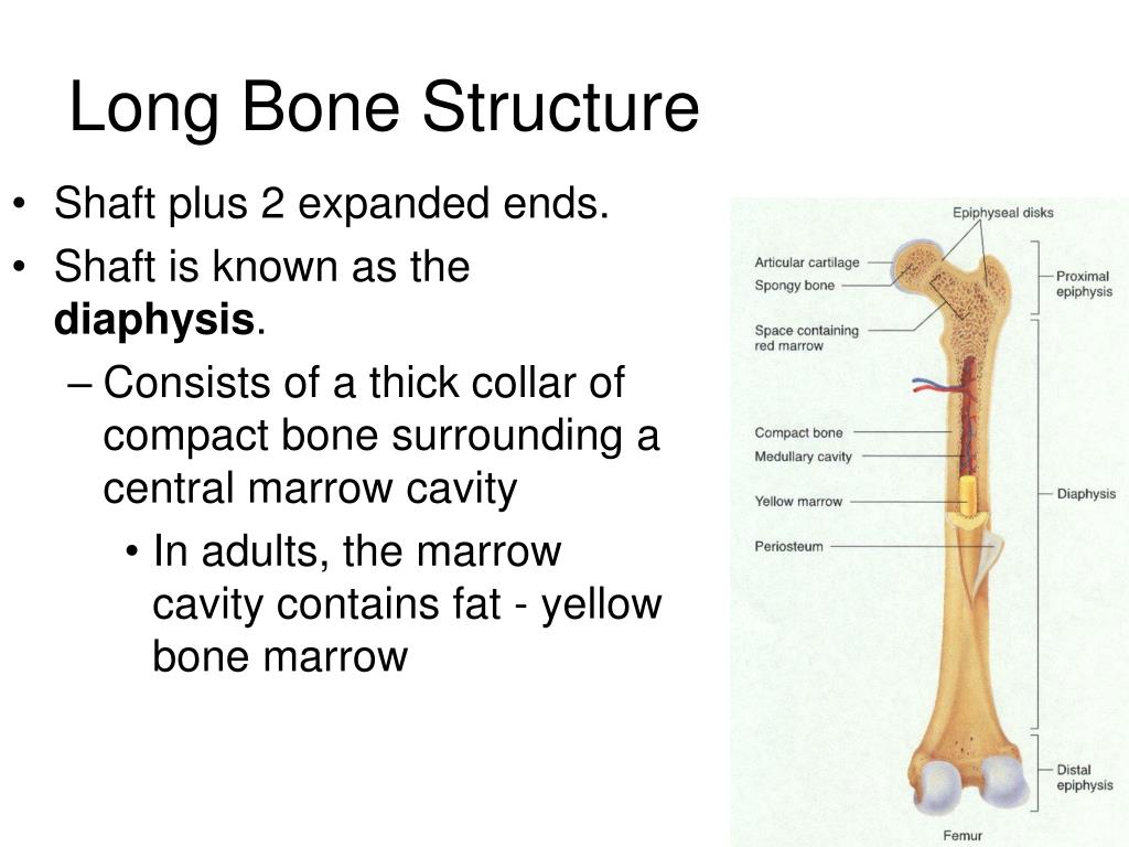 Long bone