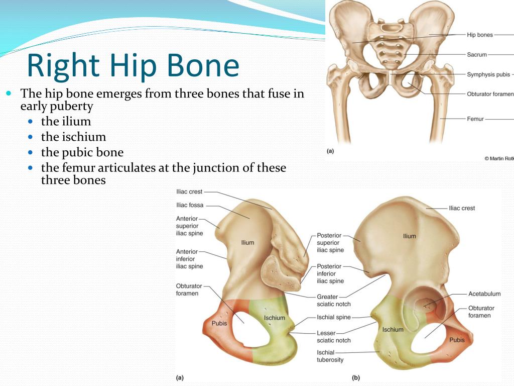 PPT - Skeletal System PowerPoint Presentation, free download - ID:3112109