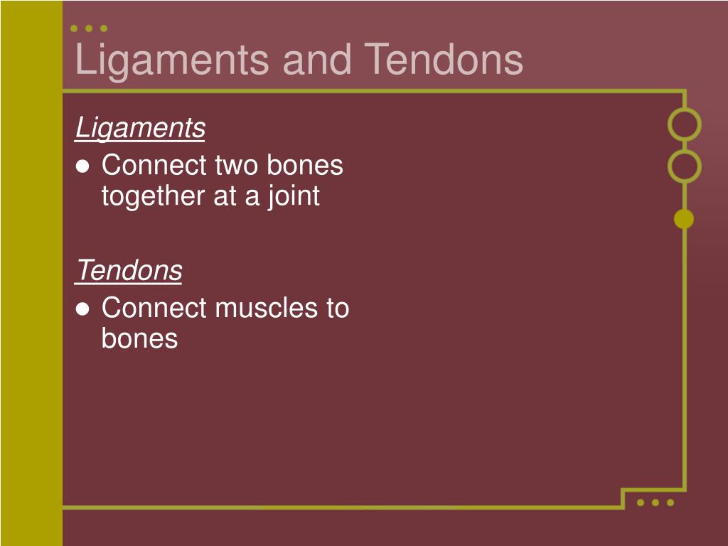 The Skeletal System PowerPoint Presentation, free download Biology Diagrams