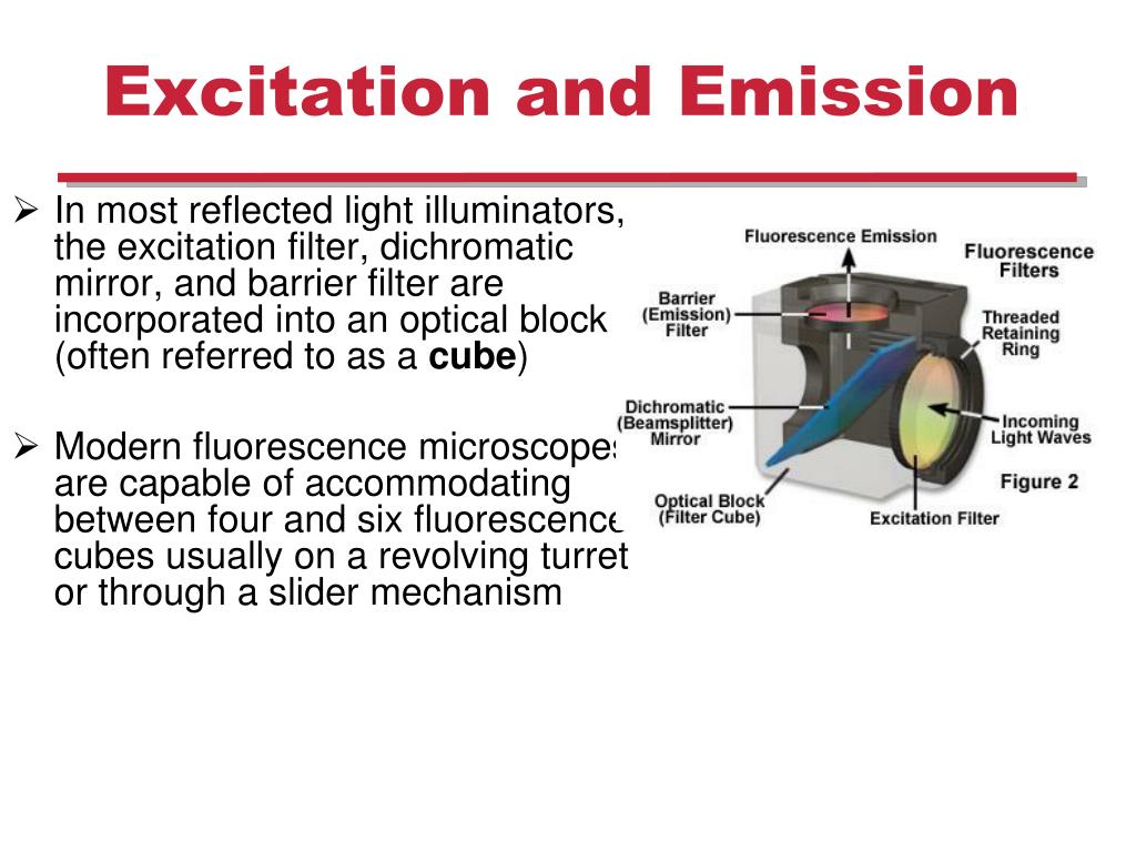 PPT - Plant and Mammalian Tissue Culture PowerPoint Presentation, free ...