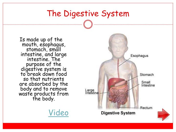 purpose of the digestive system Parts of the pancreas function of the when tumors destroy the endocrine function of the the pancreas is an integral part of the digestive system. purpose of the digestive system Parts of the pancreas function of the when tumors destroy the endocrine function of the the pancreas is an integral part of the digestive system.
