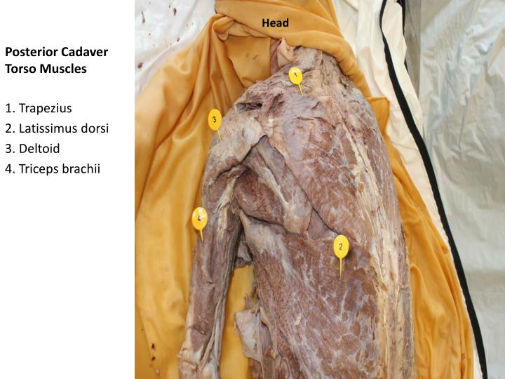 Posterior Muscles Of Torso - Muscles of the Posterior Leg - Attachments