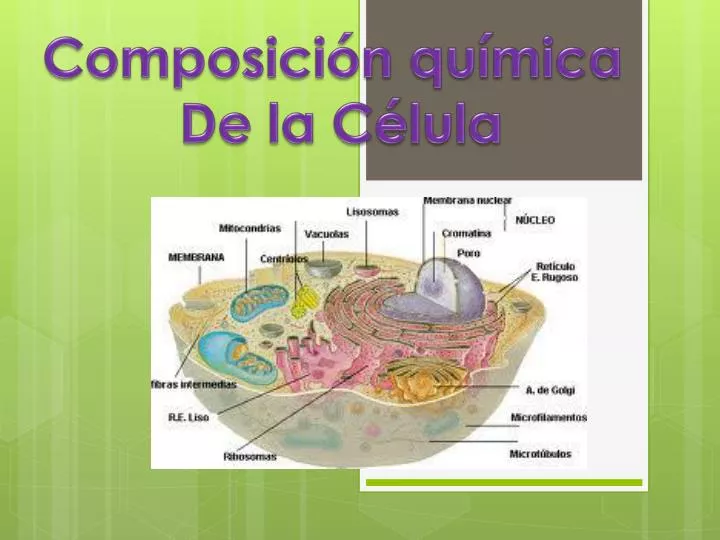 PPT Composición química De la Célula PowerPoint