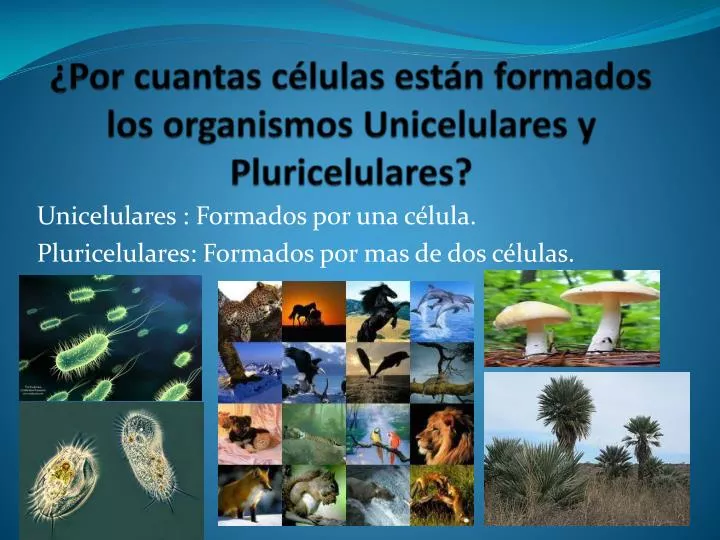 PPT - ¿Por cuantas células están formados los organismos Unicelulares y  Pluricelulares? PowerPoint Presentation - ID:3113002
