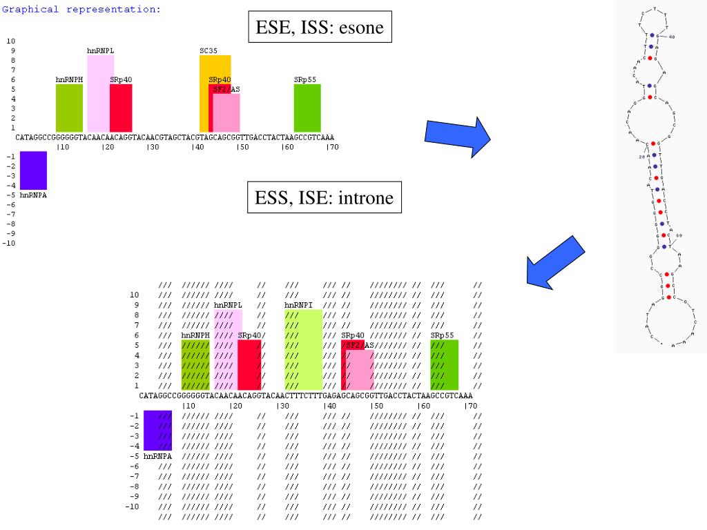 PPT - Lo splicing dell’RNA definizione importanza predizione PowerPoint ...