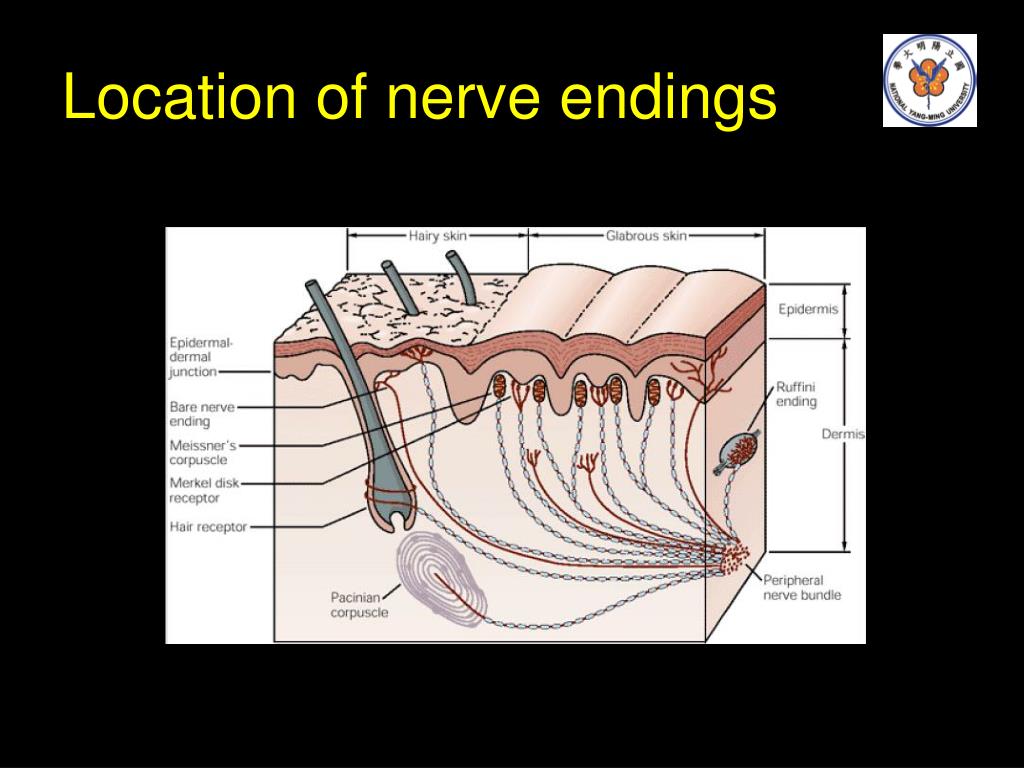 nerve endings