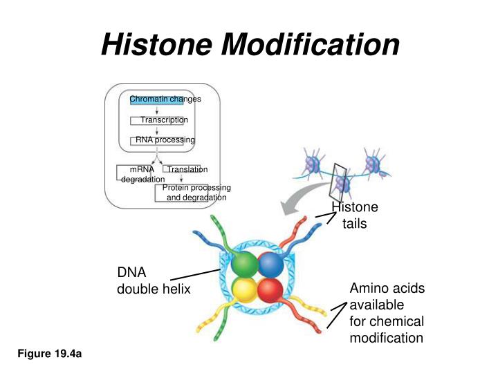 histone modification