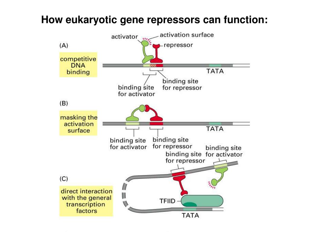 Ppt 32 Gene Regulation In Eukaryotes Powerpoint Presentation Free