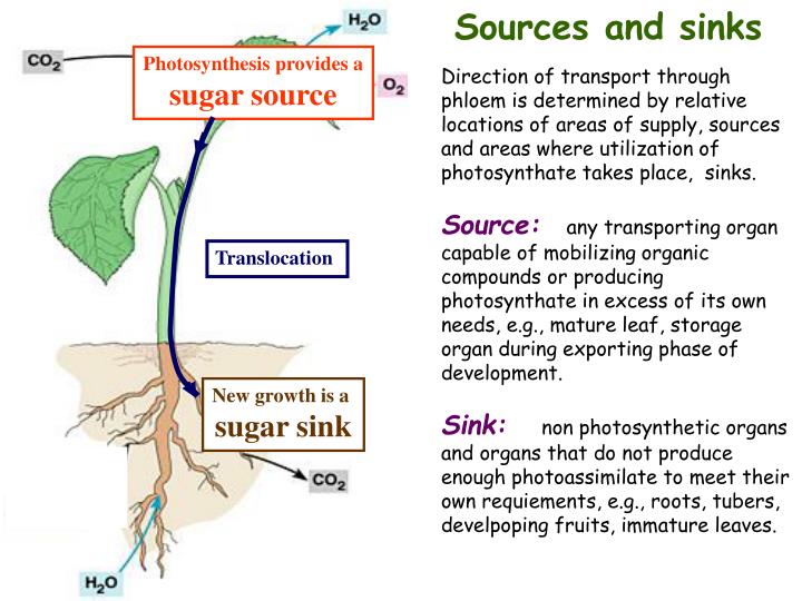 PPT Translocation in the Phloem PowerPoint Presentation ID3113641