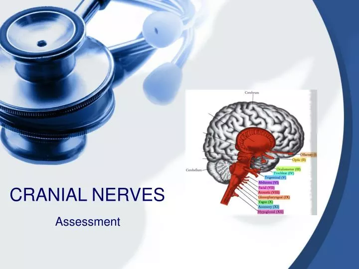 PPT CRANIAL NERVES PowerPoint Presentation, free download ID3115124